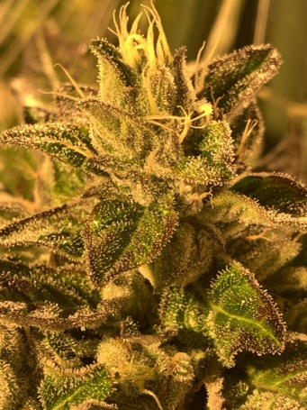 Green Crack Week 7 wih Quest