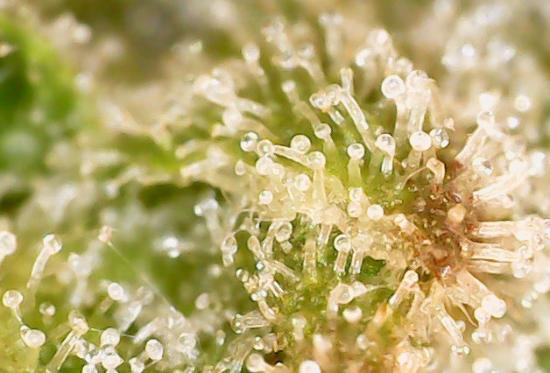 Mac1 Trichomes Under a Microscope Week 6