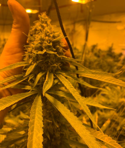 Sour Diesel Week 8 with Quest