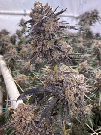 Peyote Critical Week 8