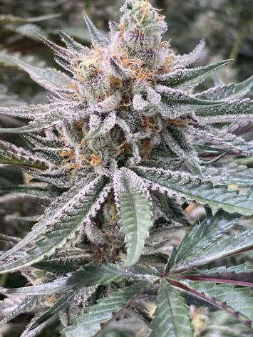Ice Cream Cake Week 4