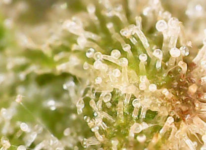 Mac1 Trichomes Under a Microscope Week 6